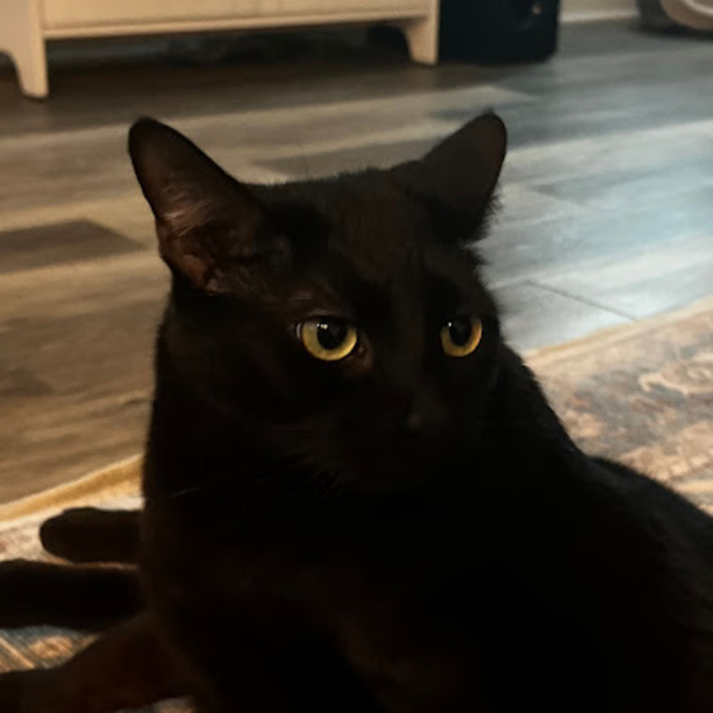 Meet your Posher, Caroline